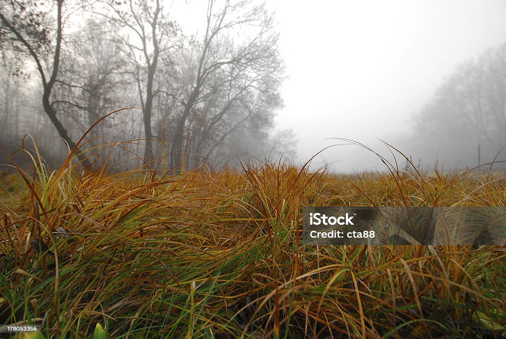 Novembre paesaggio della foresta - Foto stock royalty-free di Acqua