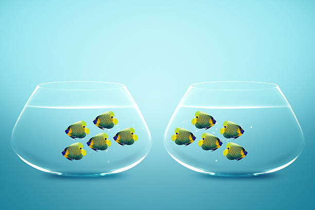 istock Two group of Enemies angelfish 178053409