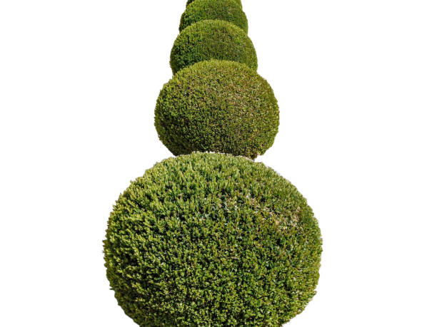 istock Buxus sempervirens plants isolated on white background 1780534987