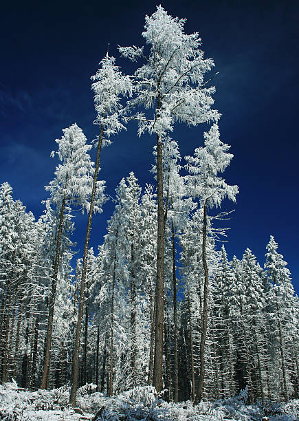 istock Winter trees in forest, High Tatras mountains 178053610