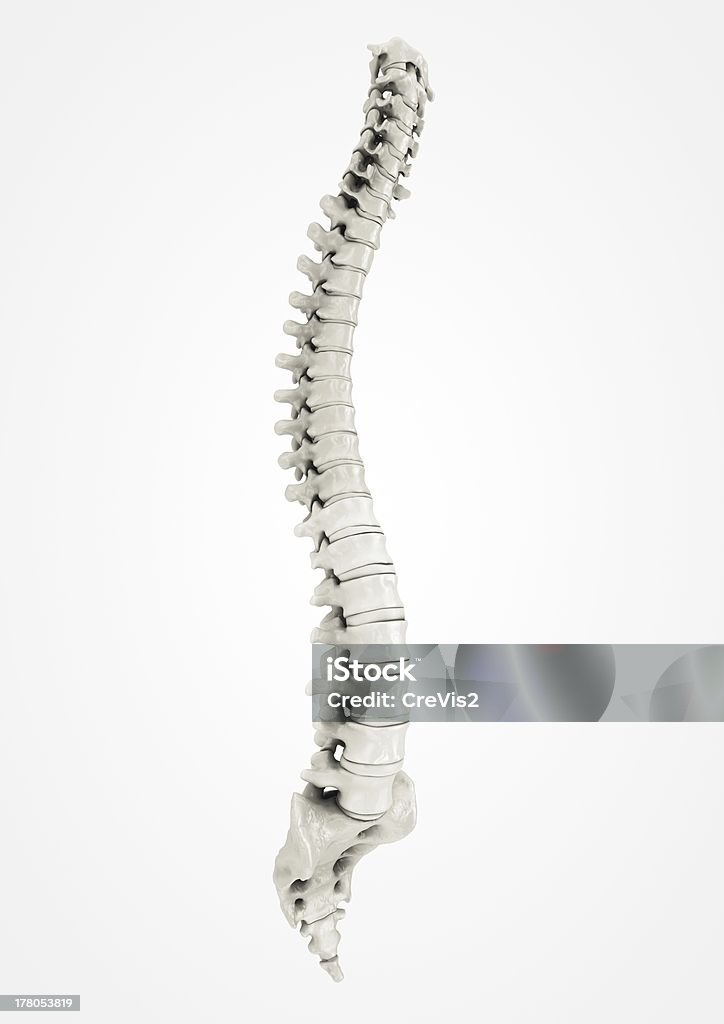 Spine, detailed Complete spine very detailed Anatomy Stock Photo