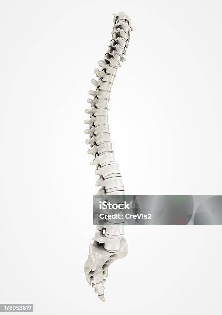 Spine Detailed Stock Photo - Download Image Now - Anatomy, Backache, C4