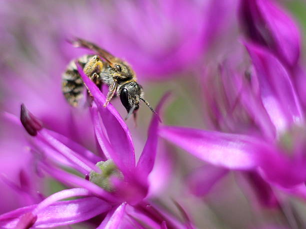 istock Tiny Solitary Bee on Allium Flowers 178054569