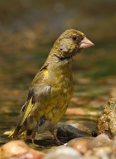istock Carduelis chloris european greenfinch 178054832