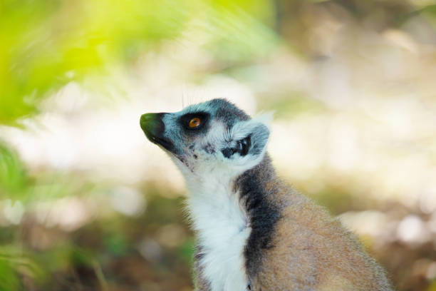 ring-tailed gray lemur in natural environment in private park Madagascar. Close-up cute primate. Funny cute smal animal