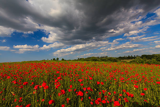 istock Red poppies in warm evening light 178054980