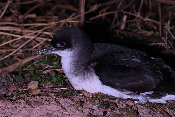 Manx Shearwater on Skokholm Island stock photo