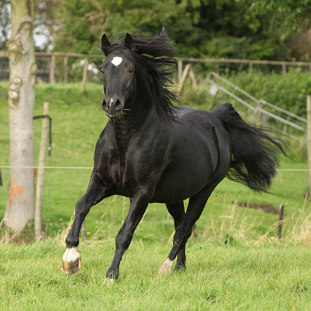 istock Black welsh cob running on pasturage 178055049