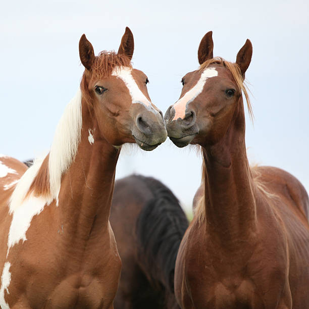 Two young horses together on pasturage stock photo