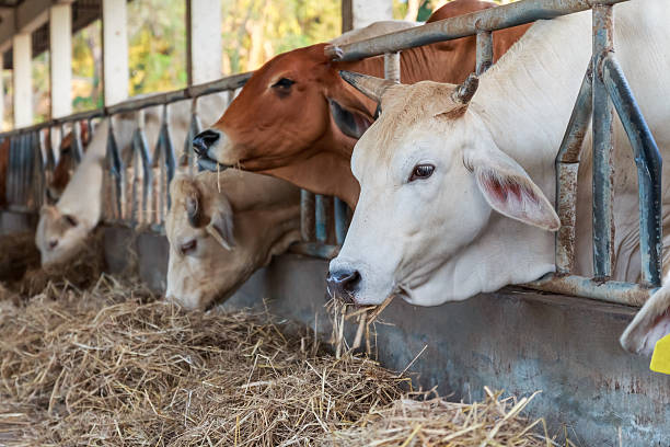 istock Thai cows in the farm 178055087