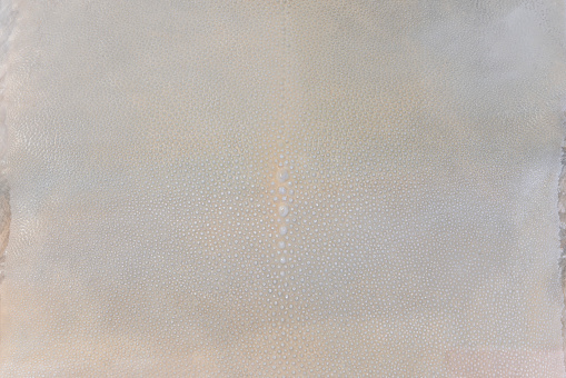 Texture background of a shark skin or spread ray skin used to make Japanese katana sword tsuka handles used to maintain the strength and which the uneven surface also serves to prevent slipping.