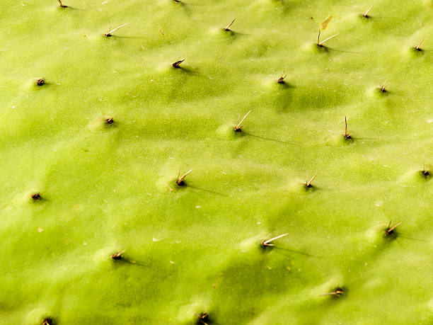 istock Opuntia Ficus Indica 178055308