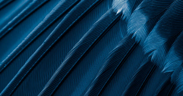 istock blue feather pigeon macro photo. texture or background 1780553631