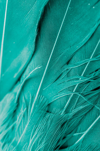 istock green feather bird macro photo. texture or background 1780554726