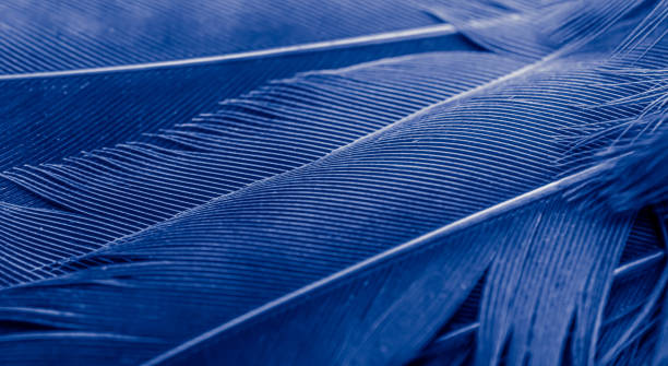 istock blue feather bird macro photo. texture or background 1780554728
