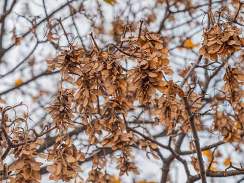 Herbstliche Aufnahme reifer Samen an Zweigen des Bergahorns (Acer pseudoplatanus).