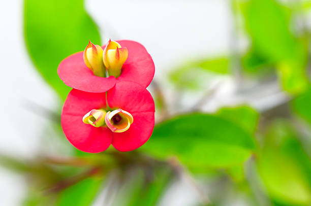 christ thorn fleur - flower head poinsettia euphorbiaceae leaf photos et images de collection