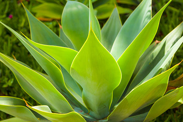 istock beautiful agave plant in sunlight 178055732