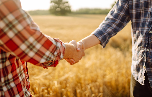 Close-up of two farmers shaking hands in a golden wheat field. Farmers in an agricultural field make an agreement with a handshake. Business concept, agriculture.
