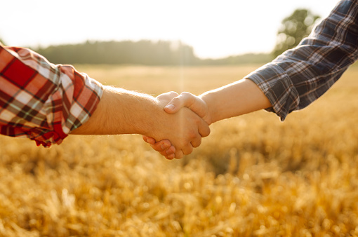 Close-up of two farmers shaking hands in a golden wheat field. Farmers in an agricultural field make an agreement with a handshake. Business concept, agriculture.