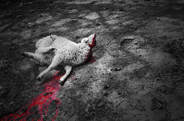 istock Agony of a stabbed lamb 178056086