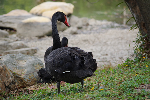 Lonely black swan on a lake in the rain. Selective focus