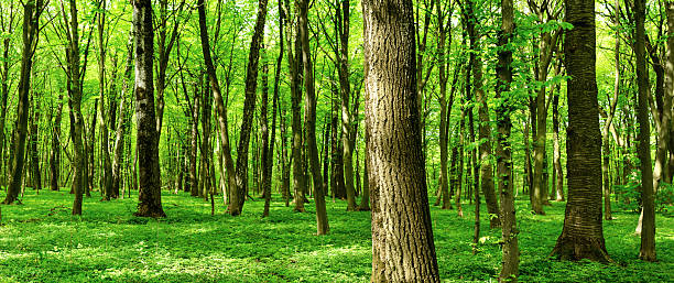 istock Panorama of summer forest 178057387