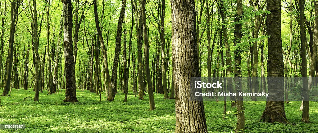 Panorama of summer forest Nature background, deciduous forest in summer Forest Stock Photo