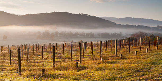 Vineyard In The Morning