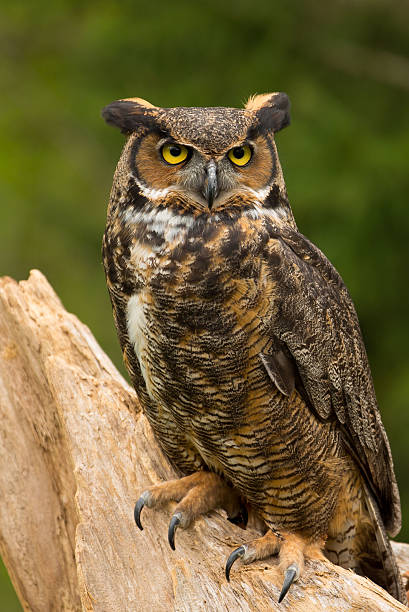 istock Great Horned Owl Portrait 178057927