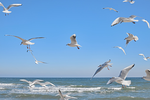Seagulls soaring over the sea, waves crashing on the shore, clear blue sky, sunny day