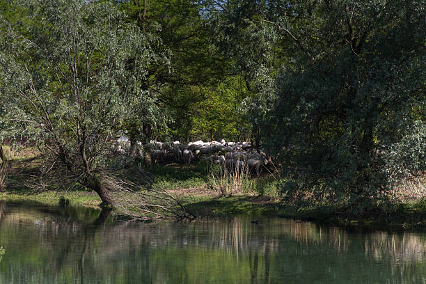 sheeps feasting en un entorno pastoral - sheeps through time fotografías e imágenes de stock