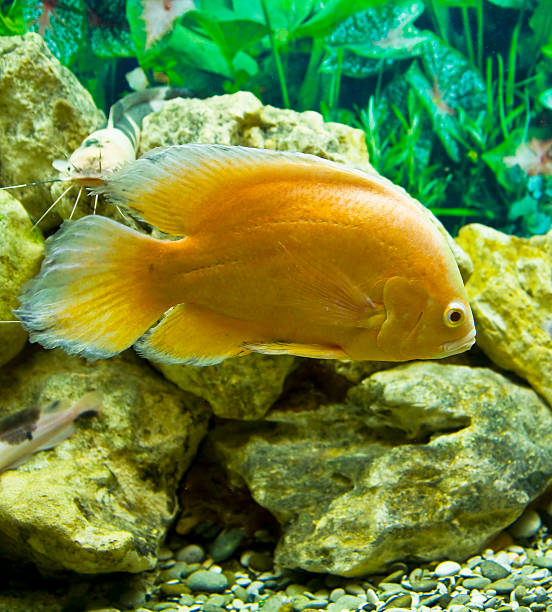 istock Golden cichlasoma 178058141