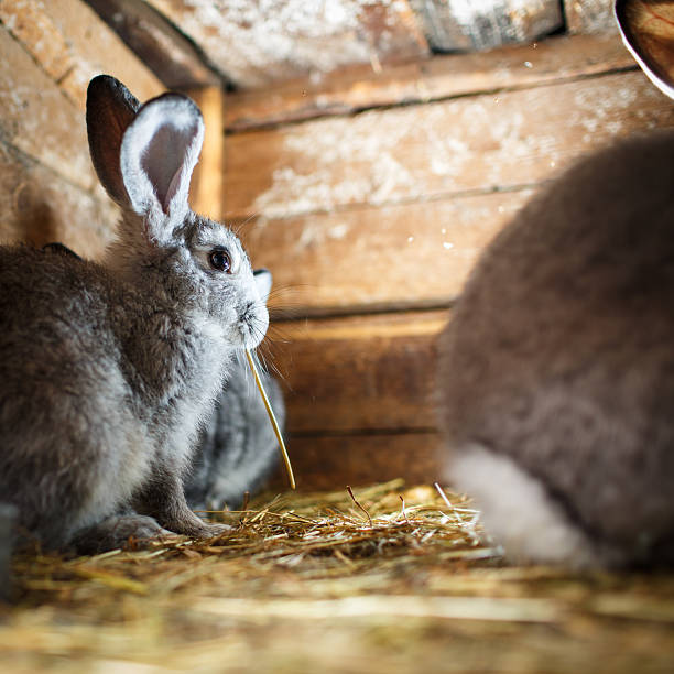 istock Young rabbits in a hutch (European Rabbit - Oryctolagus cuniculu 178058144