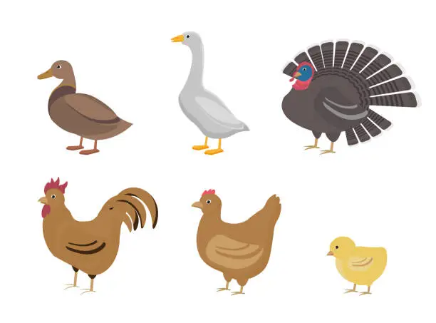 Vector illustration of Poultry farming set.