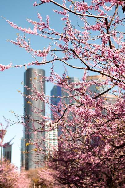 istock Vertical of blooming trees with skyscrapers in the background 1780584611