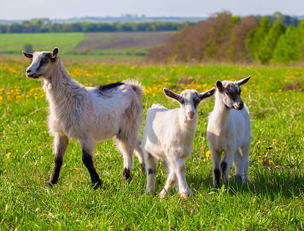 istock Goats on a green lawn at summer 178059072