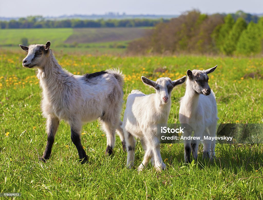 Goats on a green lawn at summer Animal Stock Photo