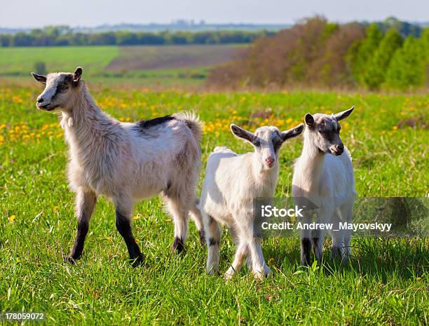 Goats On A Green Lawn At Summer Stock Photo - Download Image Now - Animal, Animal Hair, Cattle