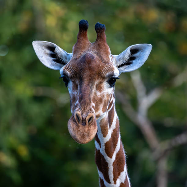 istock The giraffe, Giraffa camelopardalis is an African mammal 1780591123