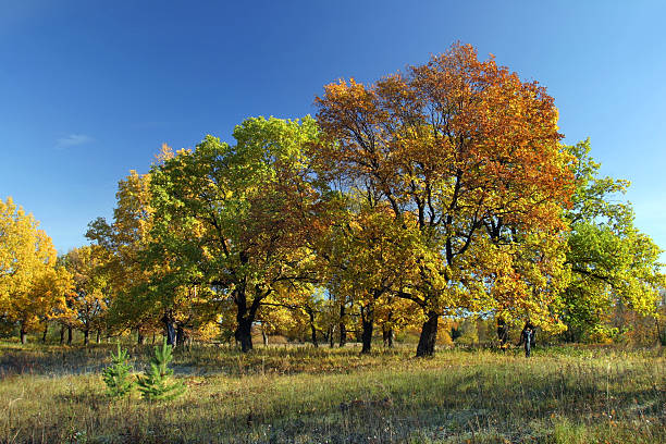 istock autumn day in the oak grove 178059126