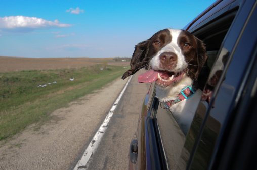 This is a photograph of a Springer Spaniel enjoying a ride through the country, his head out the car window.