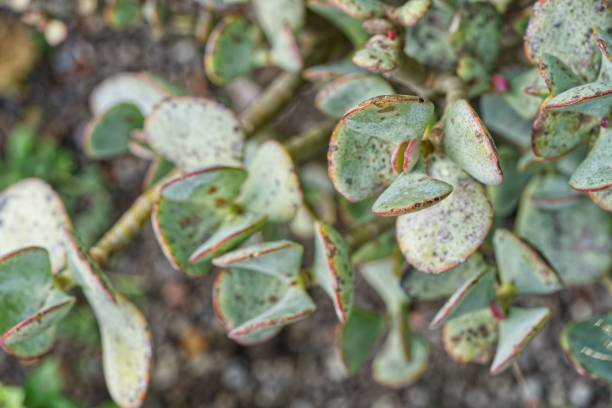 istock this is an image of a leafy plant in the wild 1780594451