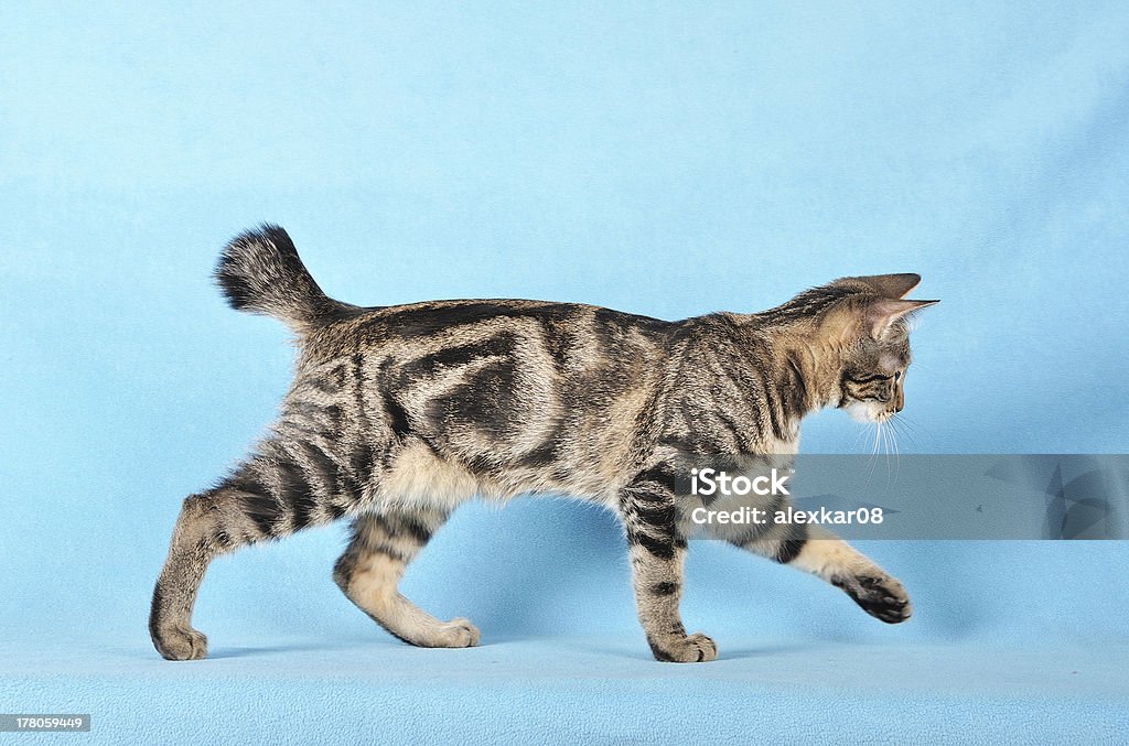 Kurilian Bobtail Pretty young cat kurilian bobtail, studio shot Animal Stock Photo