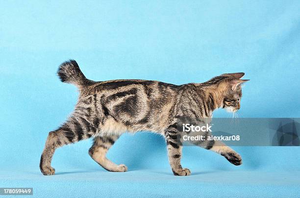 Kurilian Bobtail Stock Photo - Download Image Now - Animal, Curiosity, Cute