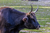 Heck cattle, Bos primigenius taurus or aurochs in a German park