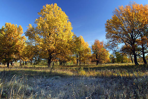 istock morning in an oak grove autumn day 178059898