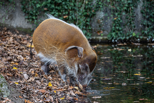 Red river hog, Potamochoerus porcus, also known as the bush pig. This pig has an acute sense of smell to locate food underground.