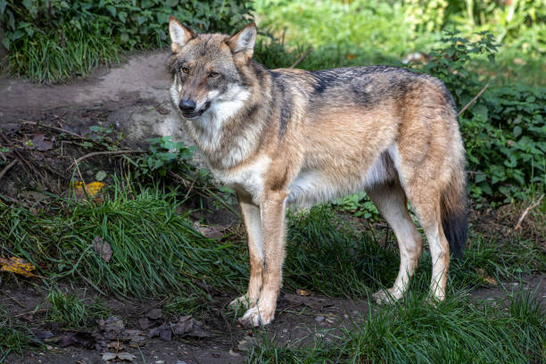 istock European Grey Wolf, Canis lupus in a german park 1780603679