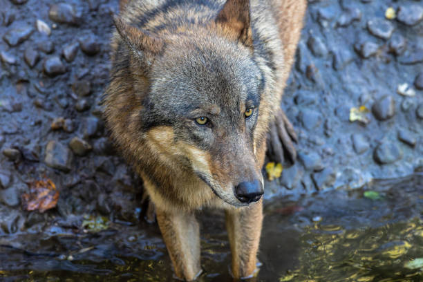 istock European Grey Wolf, Canis lupus in a german park 1780607473